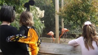 Sunset Zoo visitors look at flamingos Saturday afternoon. The zoo held its annual "SPOOKtacular" Saturday and Sunday. (Staff photos by Brady Bauman)