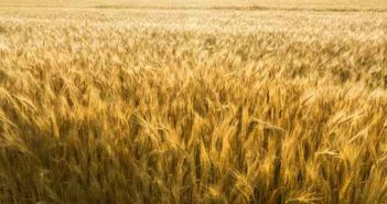 Report: State wheat crop had lower protein levels