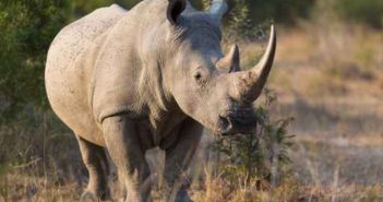 Salina-area zoo euthanizes Milly, a southern white rhino