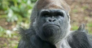 Constipated Topeka gorilla recovering after surgery