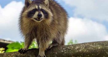 KSU vets warn dog owners of diseased raccoons
