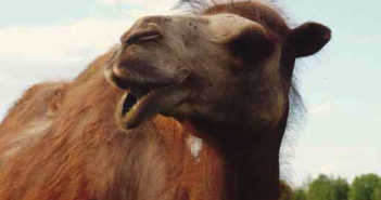 Authorities seek forfeiture of seized camel milk