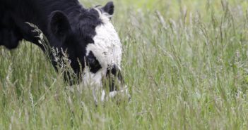 KSU: Climate change may erode big bluestem grass, disrupt livestock economy