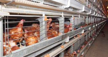Kansas Senate approves chicken house expansion