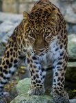 leopard10-13