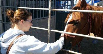 K-State veterinary official talks equine care