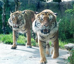 Manhattan’s newest residents, a pair of 8-year-old Malayan tiger brothers, Malik and Hakim. The animals will be on exhibit starting on Dec. 12. (Photos courtesy of Cincinnati Zoo)