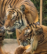 Manhattan’s newest residents, a pair of 8-year-old Malayan tiger brothers, Malik and Hakim. 