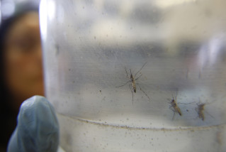 A researcher holds a container with female Aedes aegypti mosquitoes at the Biomedical Sciences Institute in the Sao Paulo's University, in Sao Paulo, Brazil, Monday, Jan. 18, 2016. The Aedes aegypti is a vector for transmitting the Zika virus. The Brazilian government announced it will direct funds to a biomedical research center to help develop a vaccine against the Zika virus linked to brain damage in babies. (AP Photo/Andre Penner)