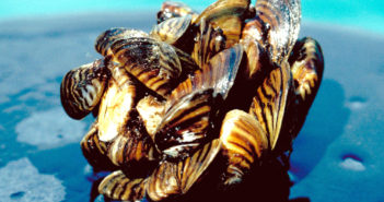 Kansas game warden talks invasive species and their relationship with blue-green algae