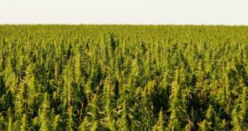 Kelly signs industrial hemp bill