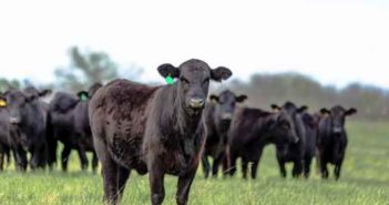 USDA awards $1.2 million to KSU researchers for bovine blood disease study