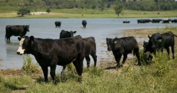 Livestock producers receive warning from K-State veterinarian on heat severity in cattle