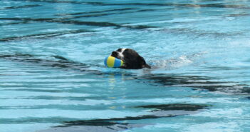 Manhattan’s furriest residents cool off for annual Pet Poolooza