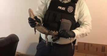 Geary County authorities remove alligator from home amid drug search of Junction City home
