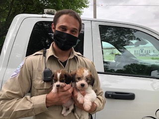 Animal control assisting Randolph pet owner who was caring for about 30 dogs  – News Radio KMAN