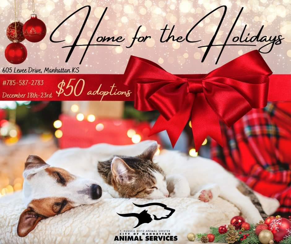 Home for the Holidays” adoption event kicks off at T. Russell Reitz Animal  Shelter – News Radio KMAN