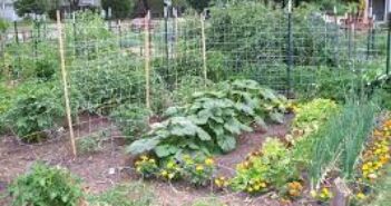 Plant health a concern amid hot, humid weather