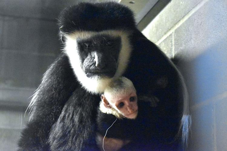 Zoo announces birth of colubus monkey baby